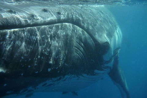 Blue Dolphin Exclusive Whale Watch Encounters - Brisbane Tourism 6