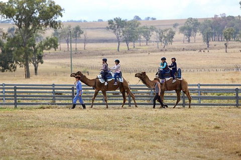 Camel Rides - Brisbane Tourism 1