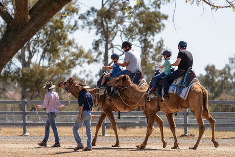 Camel Rides - Brisbane Tourism 0