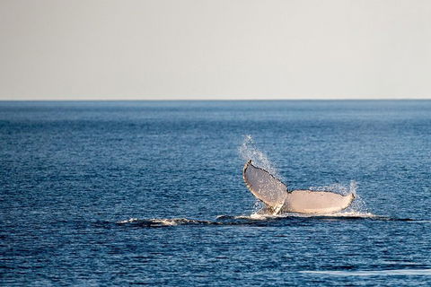 Whale Watching Ocean Tour - Tourism Brisbane 0