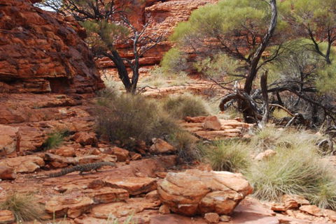 Kings Canyon Day Trip From Ayers Rock - Tourism Brisbane 24