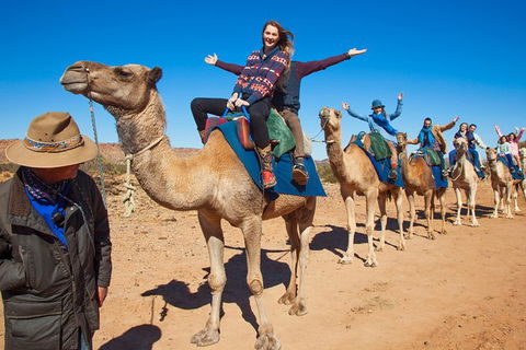 Alice Springs Camel Tour - Tourism Brisbane 7