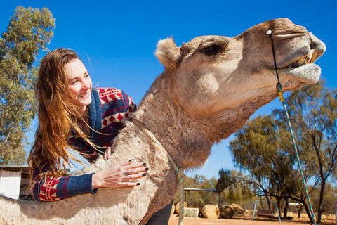 Alice Springs Camel Tour - Tourism Brisbane 6