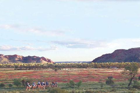 Alice Springs Camel Tour - Tourism Brisbane 3