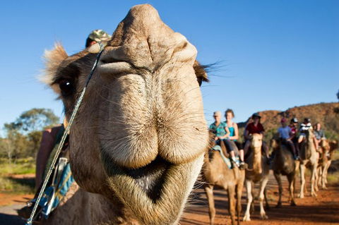 Alice Springs Camel Tour - Tourism Brisbane 10