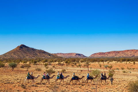 Alice Springs Camel Tour - Tourism Brisbane 5