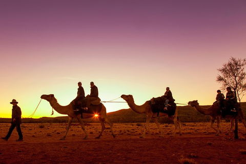 Alice Springs Camel Tour - Tourism Brisbane 4