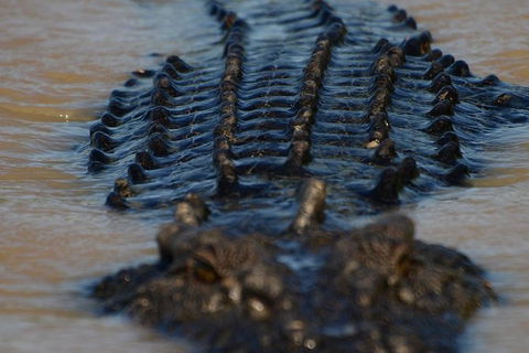 Darwin Jumping Crocodiles Cruise On Adelaide River - Brisbane Tourism 1