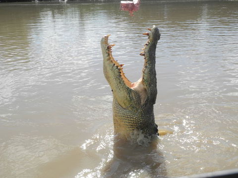 Darwin Jumping Crocodiles Cruise On Adelaide River - Brisbane Tourism 5