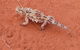 Alice Springs Highlights Half-Day Tour - thumb 5