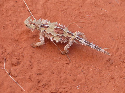 Alice Springs Highlights Half-Day Tour - Tourism Brisbane 5