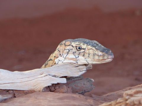 Alice Springs Highlights Half-Day Tour - Tourism Brisbane 6