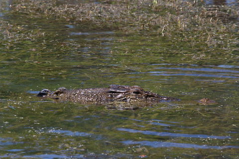 Kakadu, Nourlangie And Yellow Waters Tour From Darwin - Tourism Brisbane 16