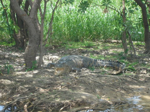 Kakadu, Nourlangie And Yellow Waters Tour From Darwin - Tourism Brisbane 21