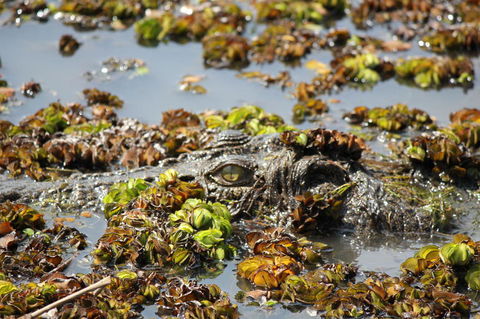Kakadu, Nourlangie And Yellow Waters Tour From Darwin - Tourism Brisbane 17