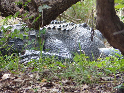 Kakadu, Nourlangie And Yellow Waters Tour From Darwin - Tourism Brisbane 13