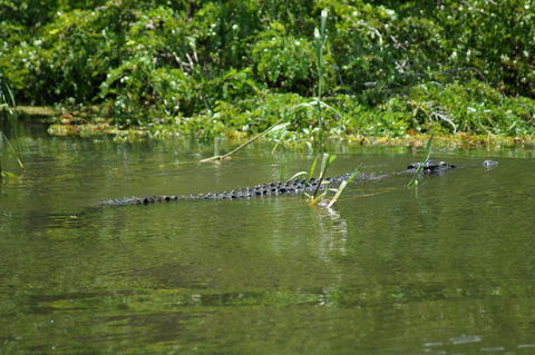 Kakadu, Nourlangie And Yellow Waters Tour From Darwin - Tourism Brisbane 4