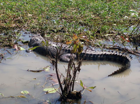 Kakadu, Nourlangie And Yellow Waters Tour From Darwin - Tourism Brisbane 19