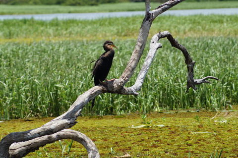 Kakadu, Nourlangie And Yellow Waters Tour From Darwin - Tourism Brisbane 2