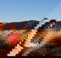 Uluru Sunrise and Kata Tjuta Half Day Trip - Tourism Brisbane