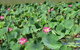 Darwin To Kakadu Day Trip By Air Including Yellow Water Cruise - thumb 10