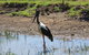 Darwin To Kakadu Day Trip By Air Including Yellow Water Cruise - thumb 12