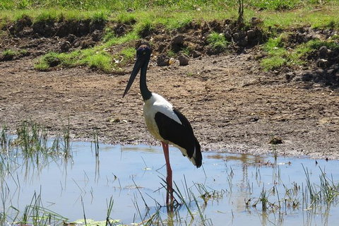 Darwin To Kakadu Day Trip By Air Including Yellow Water Cruise - Tourism Brisbane 12