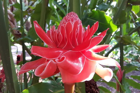 Walk The Darwin Botanic Gardens - Brisbane Tourism 5