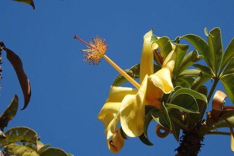 Walk The Darwin Botanic Gardens - Brisbane Tourism 6