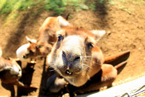 All-Inclusive Blue Mountains Day Trip With River Cruise - Brisbane Tourism 1