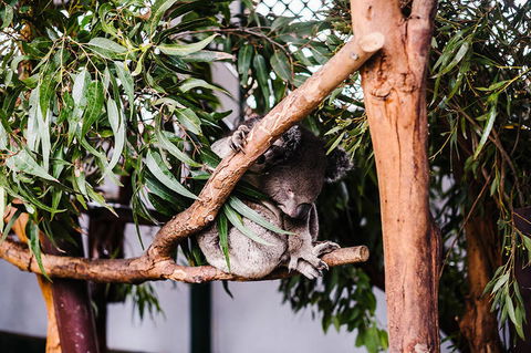 All-Inclusive Blue Mountains Day Trip With River Cruise - Brisbane Tourism 14