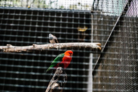 All-Inclusive Blue Mountains Day Trip With River Cruise - Brisbane Tourism 17