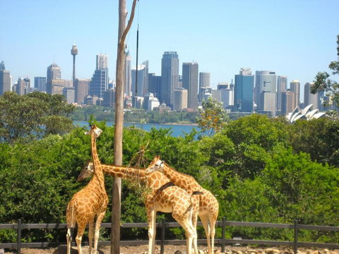 Sydney Harbour Hop-on Hop-off Cruise - Tourism Brisbane 18