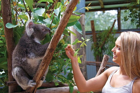 Private Guided Tour: Blue Mountains Tour From Sydney - Brisbane Tourism 8