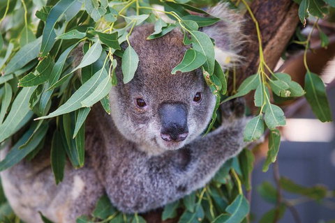 Private Guided Tour: Blue Mountains Tour From Sydney - Brisbane Tourism 4