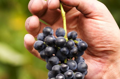 Scenic Hunter Valley Winery Tour With Boutique Wineries & Local Cheese - Tourism Brisbane 5