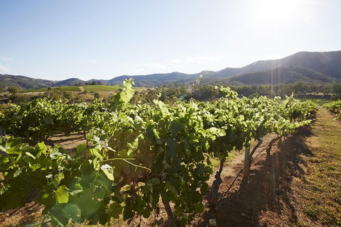 Scenic Hunter Valley Winery Tour With Boutique Wineries & Local Cheese - Tourism Brisbane 6