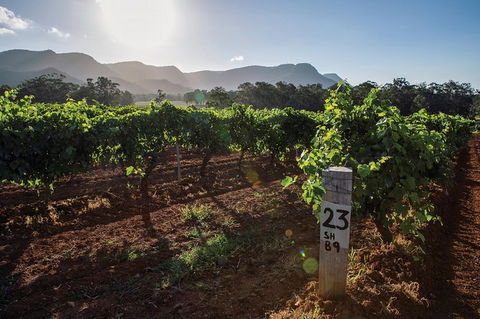 Scenic Hunter Valley Winery Tour With Boutique Wineries & Local Cheese - Tourism Brisbane 9