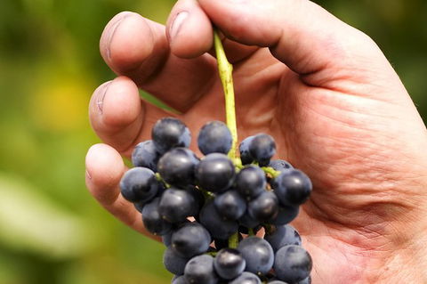 Scenic Hunter Valley Winery Tour With Boutique Wineries & Local Cheese - Tourism Brisbane 8