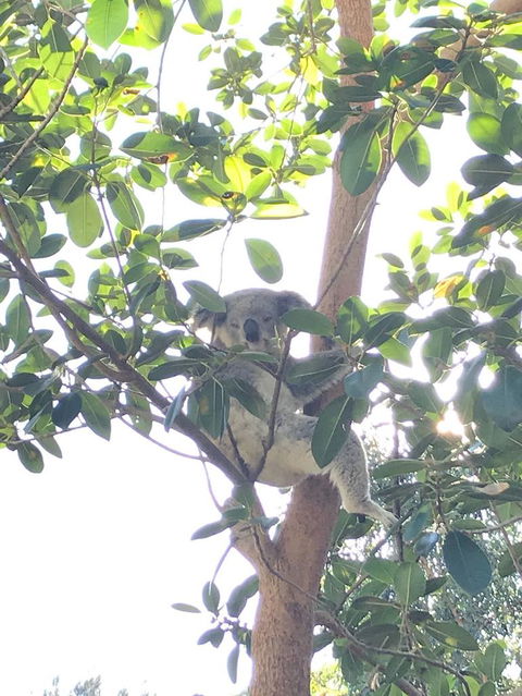 Small-Group Blue Mountains Day Trip From Sydney With Wildlife Park - Tourism Brisbane 5