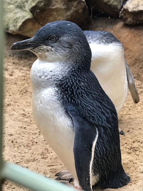 Small-Group Blue Mountains Day Trip From Sydney With Wildlife Park - Tourism Brisbane 6