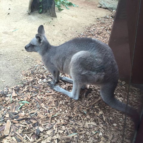 Sydney Attractions Pass: SEA LIFE Aquarium, Sydney Tower Eye, WILD LIFE Zoo And Madame Tussauds - Tourism Brisbane 2