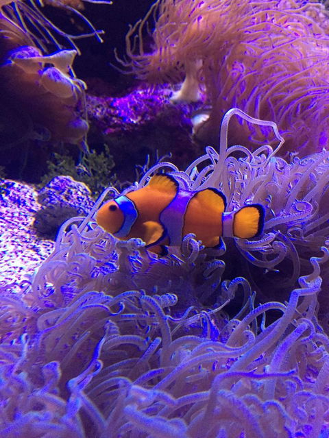 Sydney Attractions Pass: SEA LIFE Aquarium, Sydney Tower Eye, WILD LIFE Zoo And Madame Tussauds - Tourism Brisbane 3