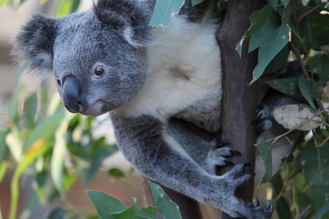 Sydney Attractions Pass: SEA LIFE Aquarium, Sydney Tower Eye, WILD LIFE Zoo And Madame Tussauds - Tourism Brisbane 11