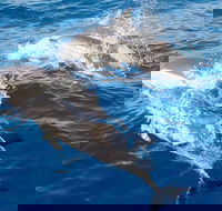 Port Stephens Day Tour From Sydney Including 4WD Sandboarding and Dolphins - Tourism Brisbane