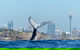 Small-Group Luxury Sydney Whale Watching Cruise - thumb 0