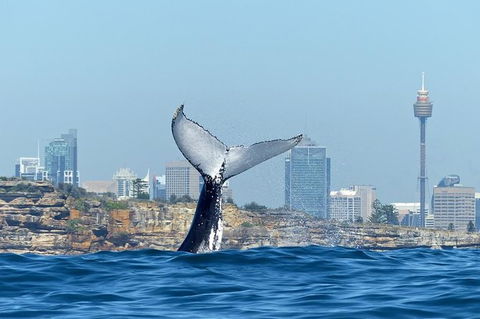 Small-Group Luxury Sydney Whale Watching Cruise - Tourism Brisbane 0