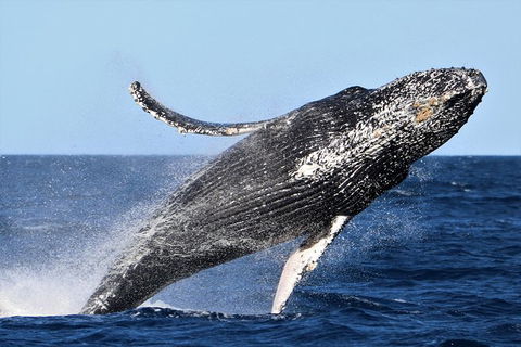 Small-Group Luxury Sydney Whale Watching Cruise - Tourism Brisbane 6