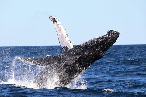 Small-Group Luxury Sydney Whale Watching Cruise - Tourism Brisbane 7