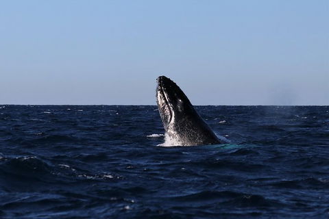 Small-Group Luxury Sydney Whale Watching Cruise - Tourism Brisbane 9